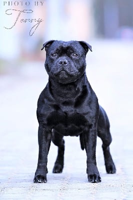 image de I am legend