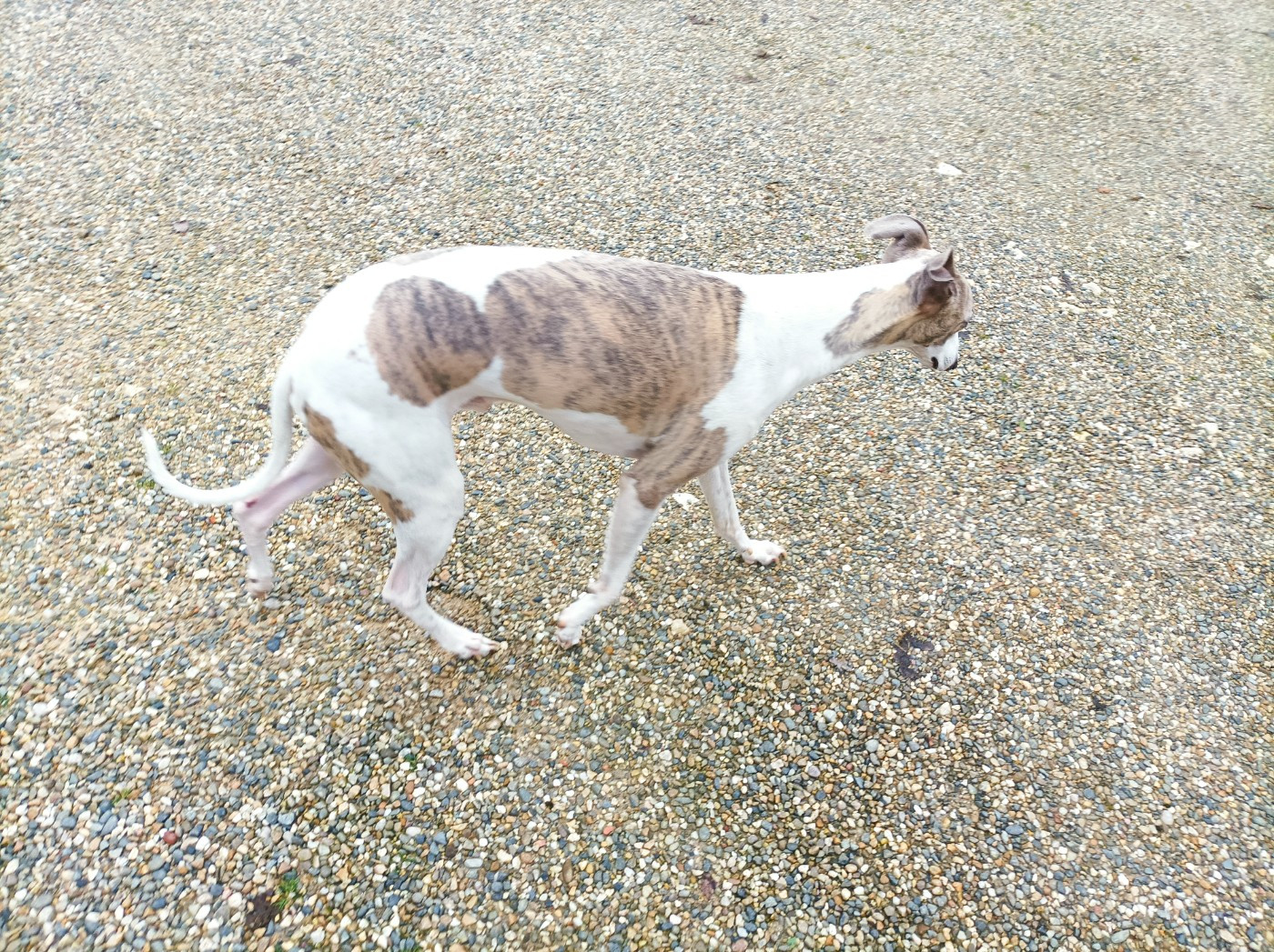 Publication : De Rockalma Auteur : SP