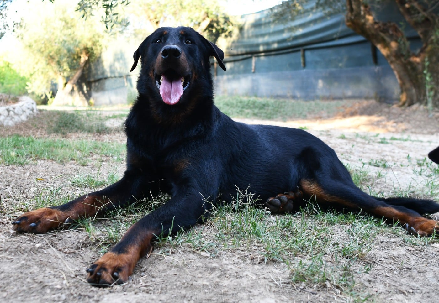 Publication : Des Gardiens De Rome Auteur : Marco Pantaleoni