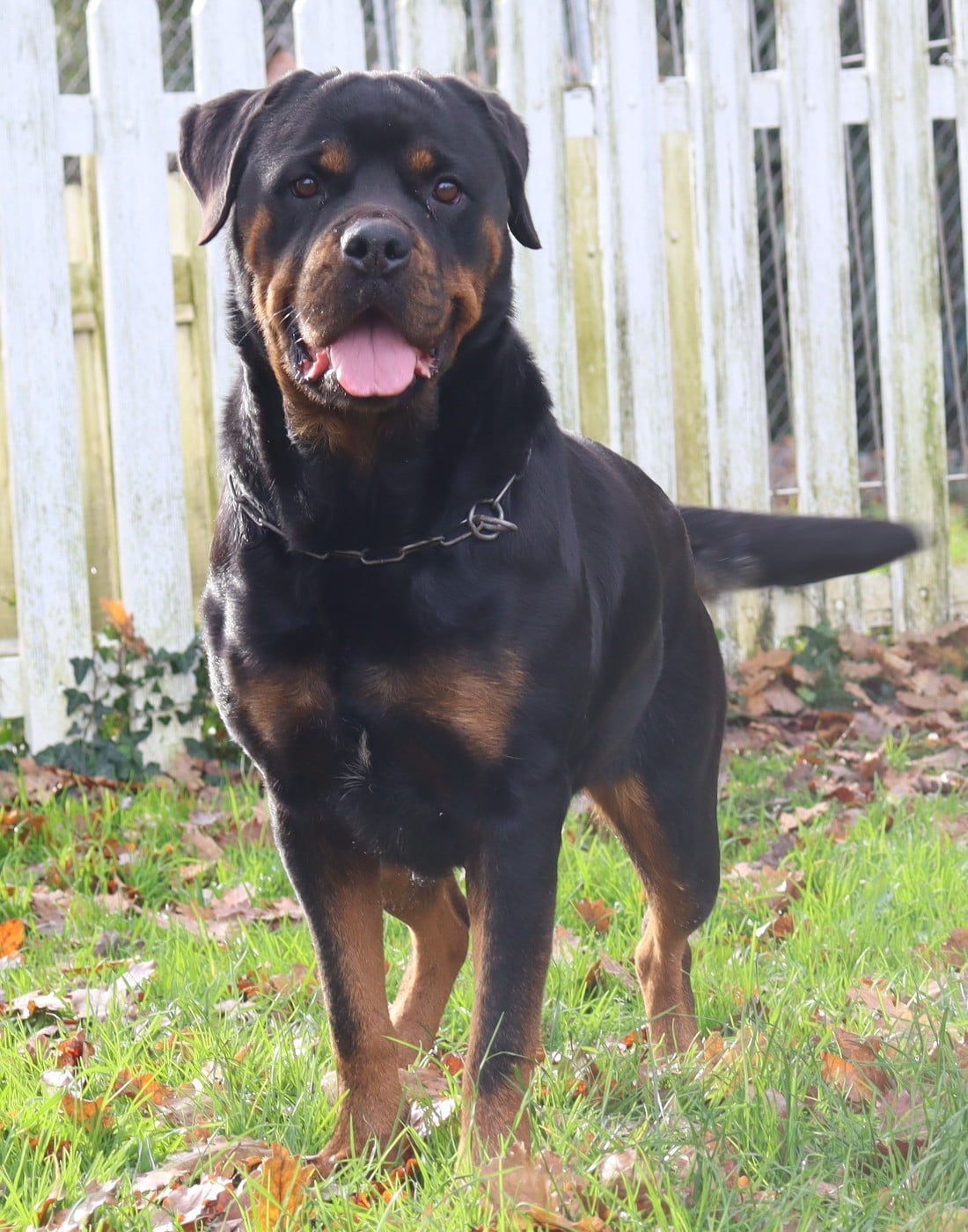 Publication : de la licorne noire Auteur : La Licorne Noire