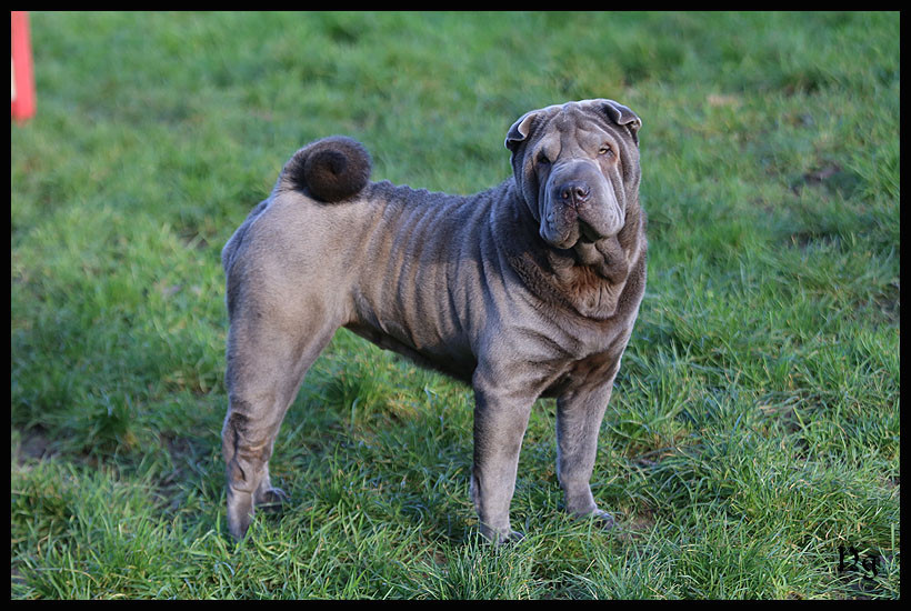 Publication : du Nuorilang Auteur : Nuorilang