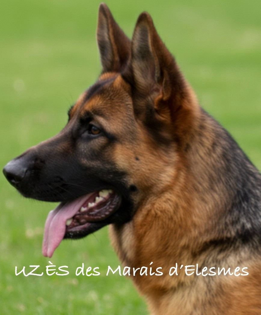 Publication : Des marais d'elesmes 