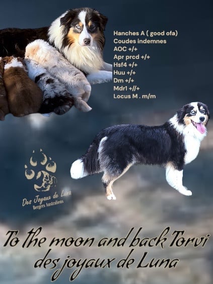 To the moon and back torvi Des Joyaux De Luna