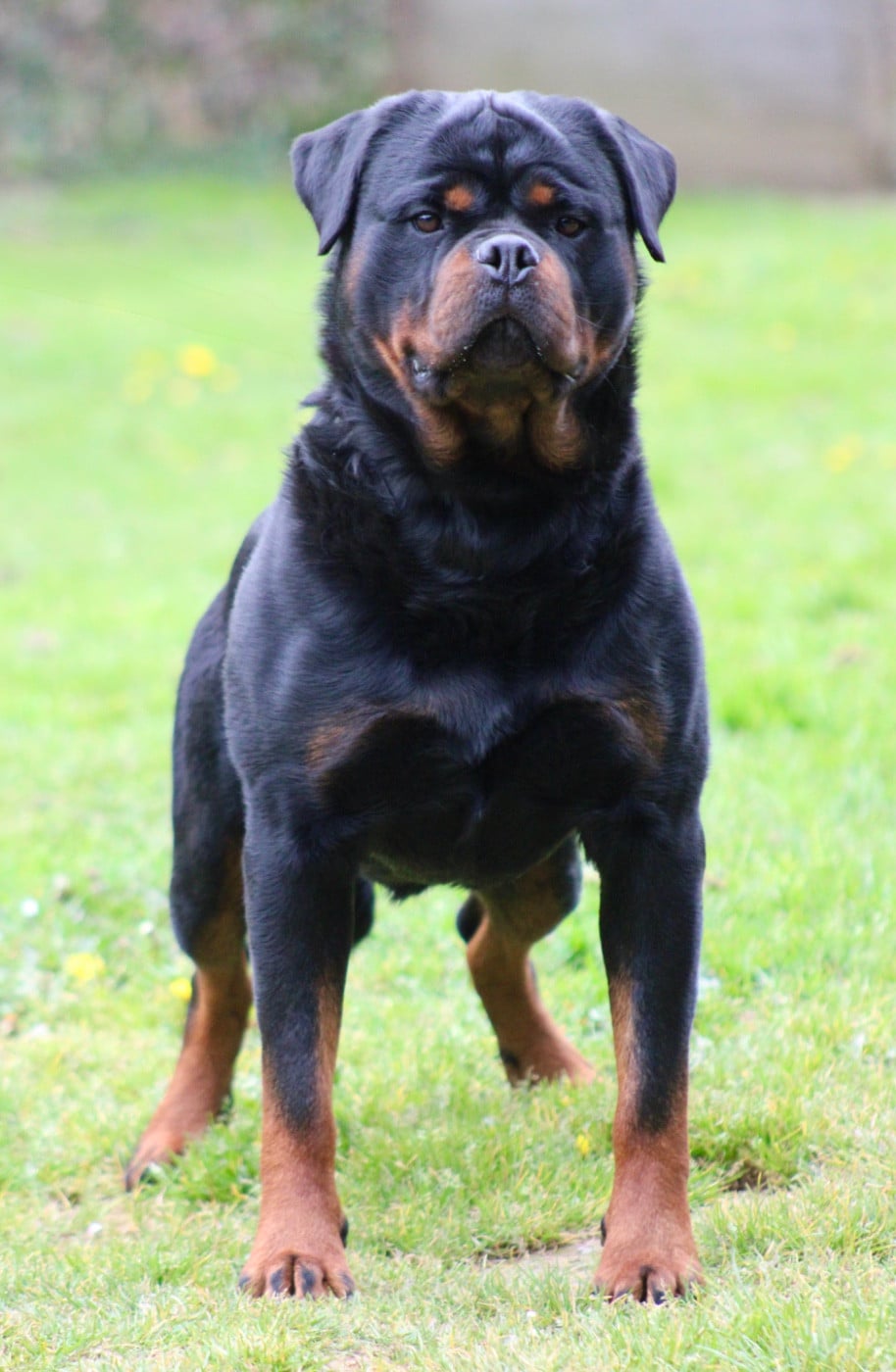 U cerbère Des Rotts D'enowill