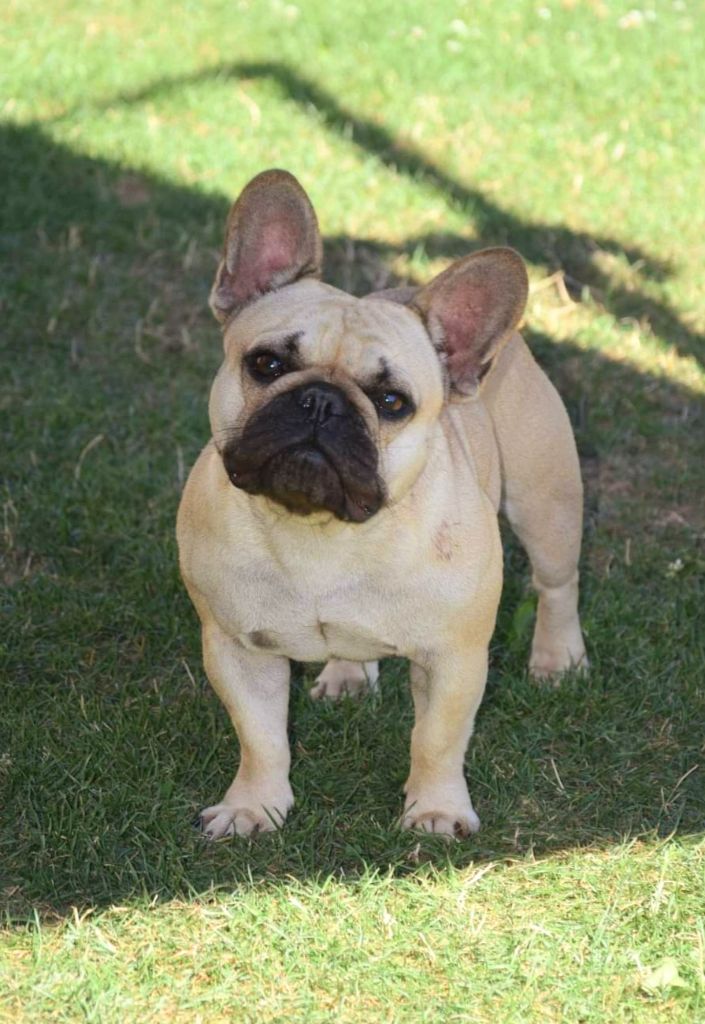 Publication : Du Chateau Du Grand Selve 