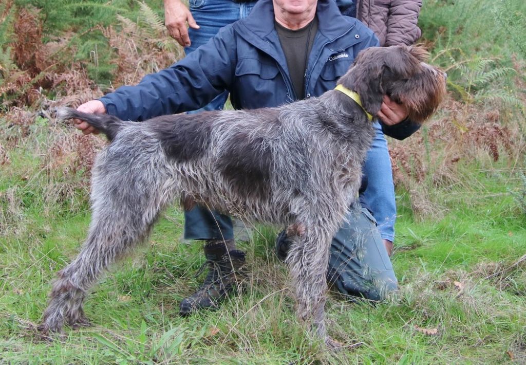 Publication : Des Bois De Puypinson Auteur : Quiers G