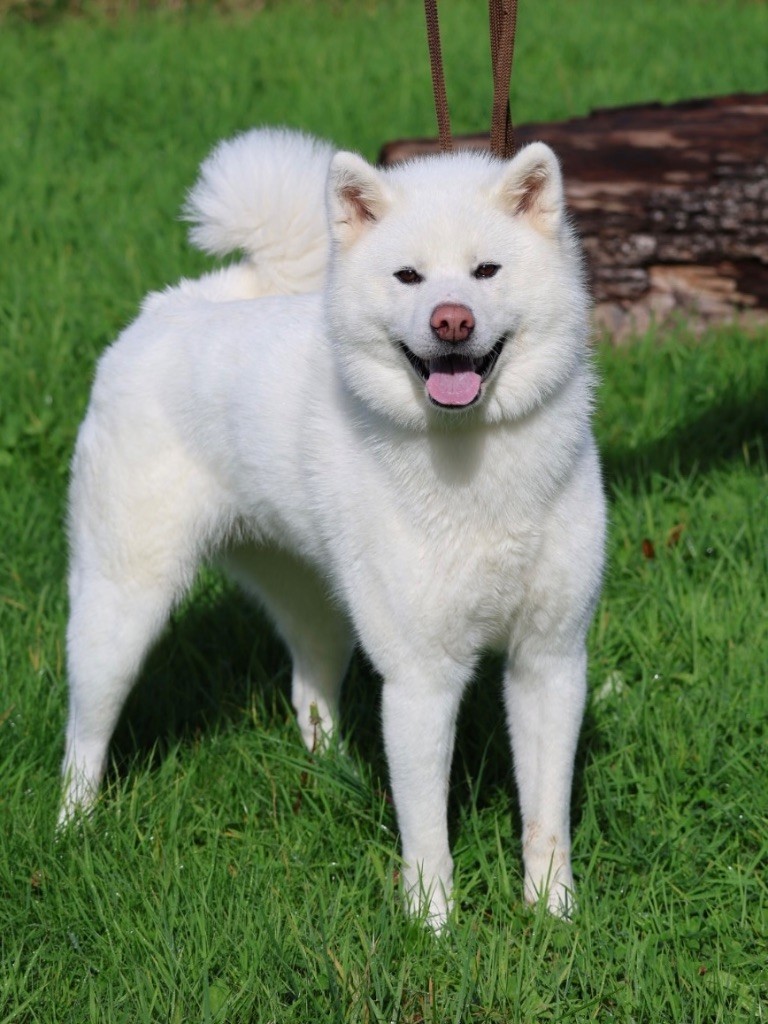 Publication : Nippon'ai Auteur : Zaina Laurie 