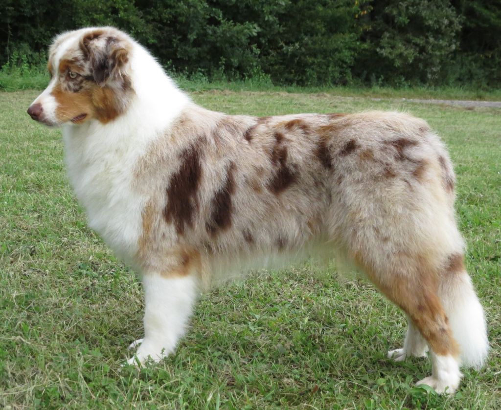 Publication : Des Rêves De Cassiopée