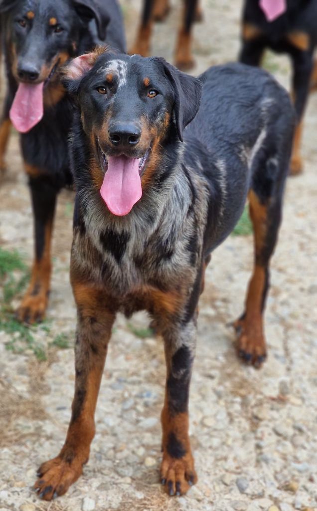 Publication : Des Gardiens De Rome