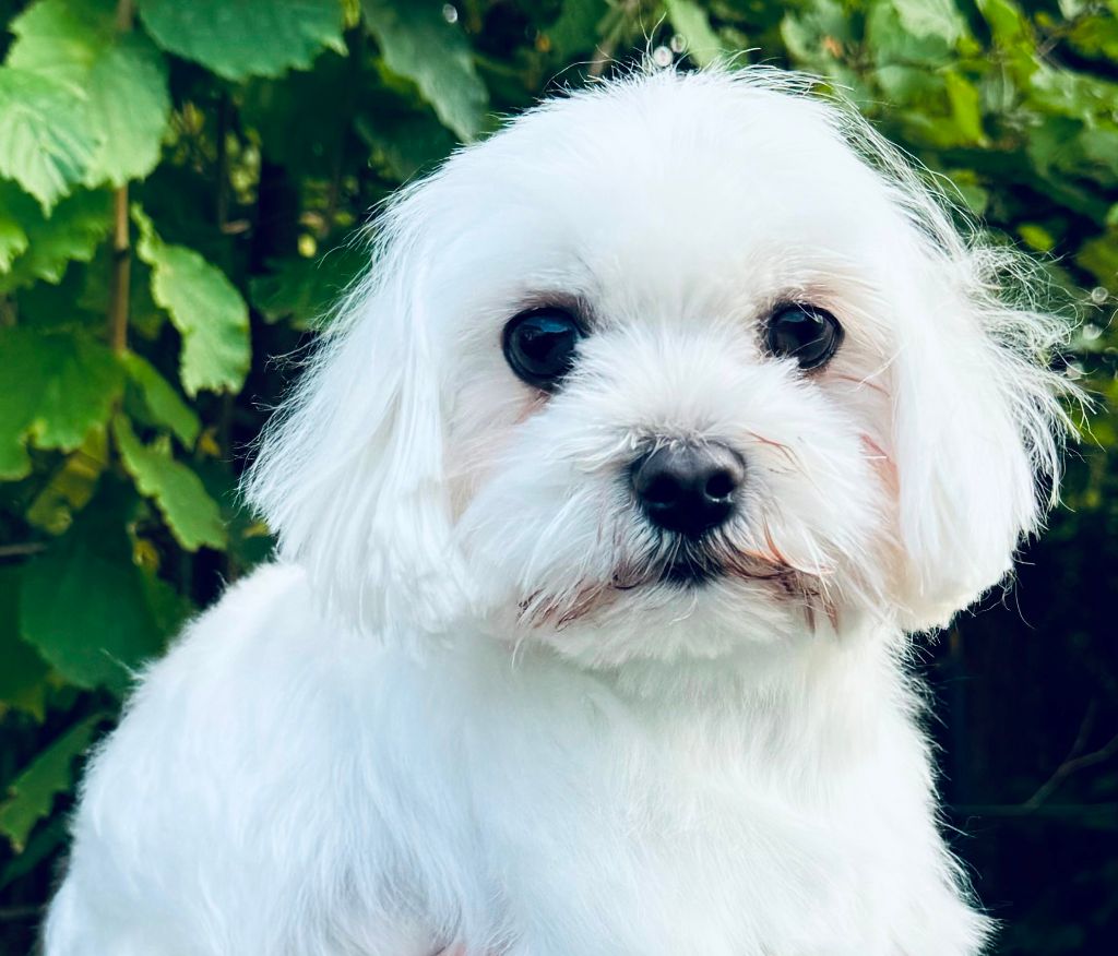 Publication : des Merveilles D'Oceane Auteur : Lydie DOMIN-CELLIER