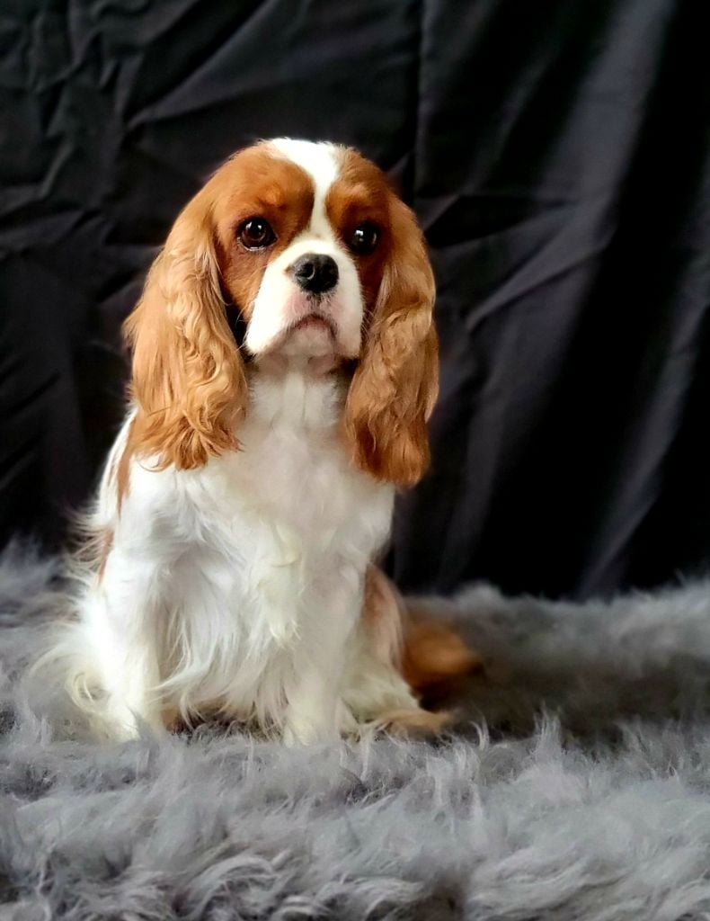 Sweet dream castelburry