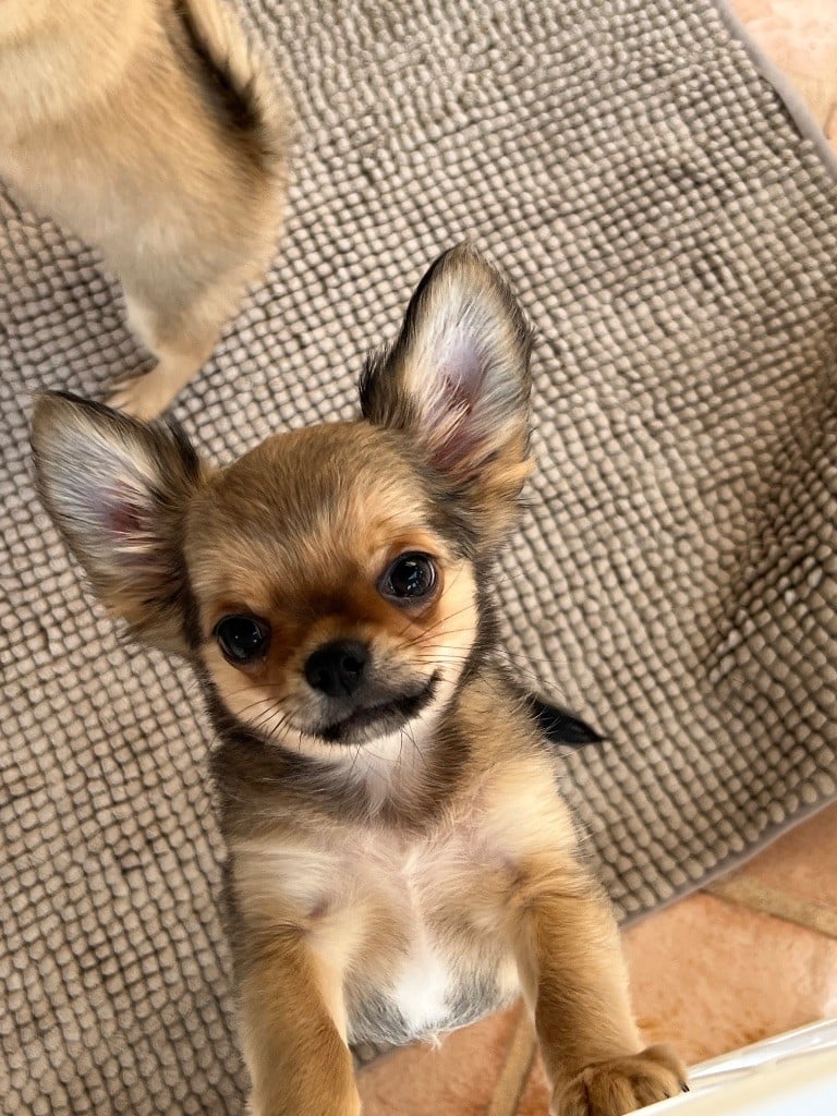 Publication : Des Minis Boss