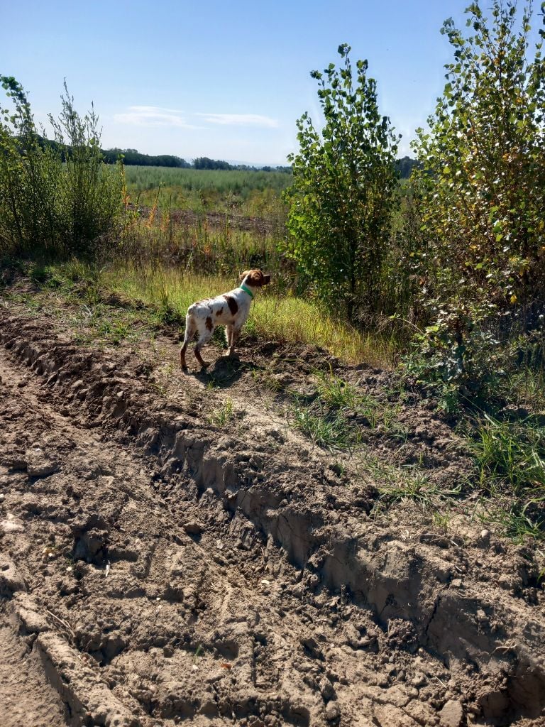 Publication : Du Vallon De Précy Auteur : Jean François GAGNEAU