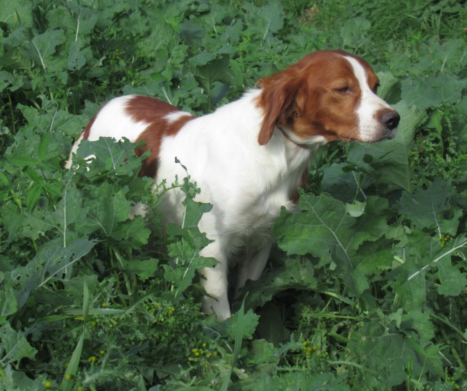 Publication : De tremouard Auteur : Sandrine FLAUX