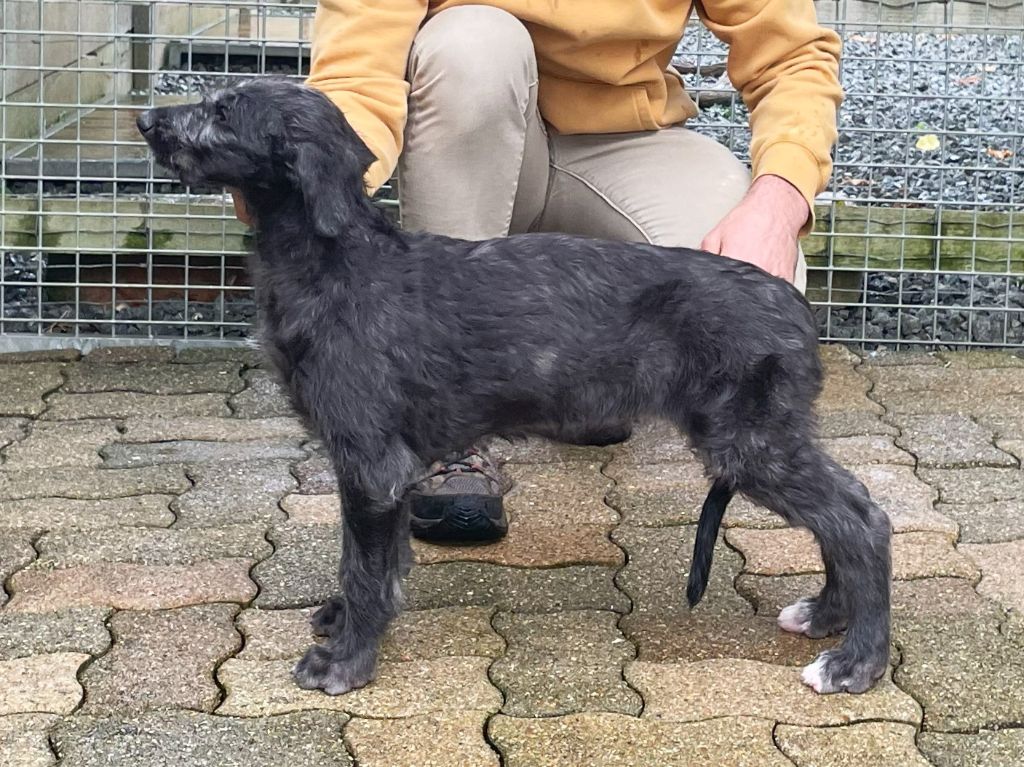 Publication : Antonius Vertragus Auteur : Antonius Vertragus