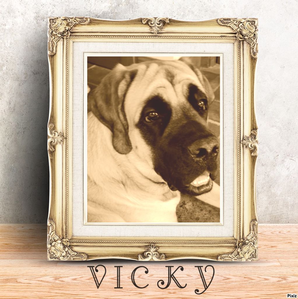 Publication : des Mastiffs d'Enfer Auteur : 12 jours 1.320 kgs