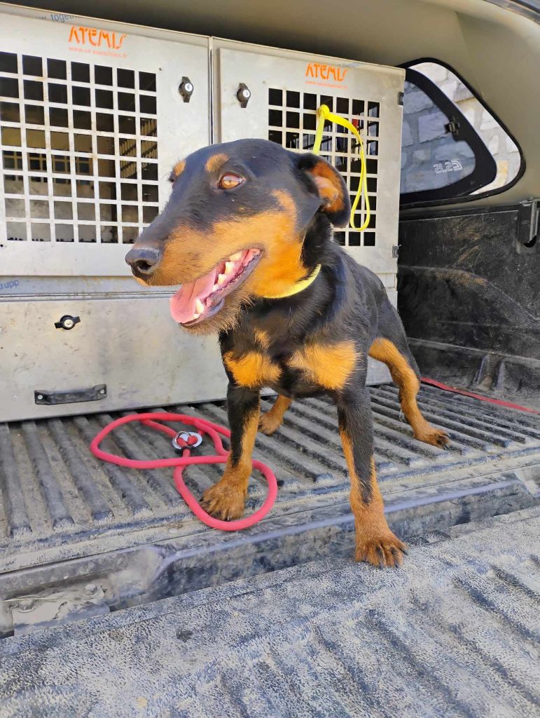 Publication : Des Epines Noires Du Finage Auteur : lullier florian