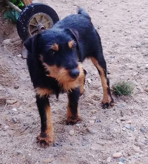 Publication : De L'Arche Des Anges Noirs 