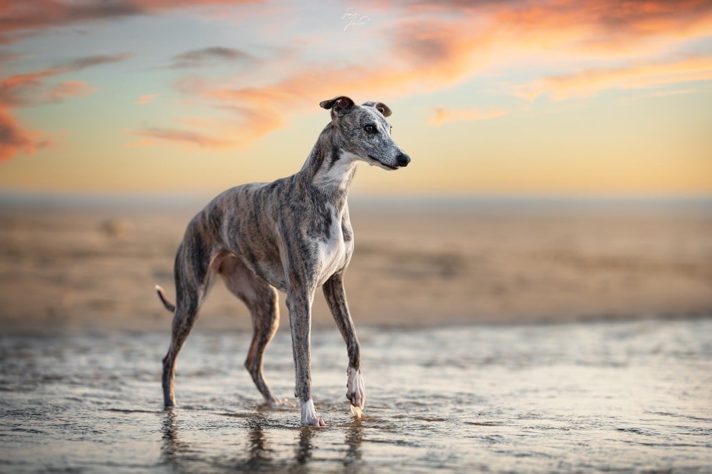 Publication : Du Croquet Des Danebury's