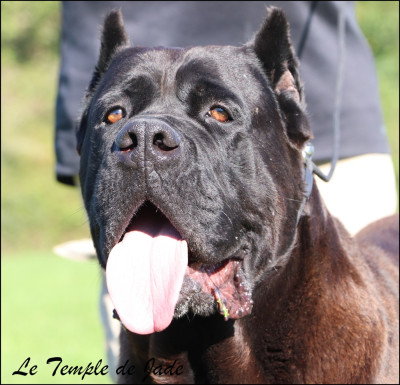 Étalon Cane Corso - Cezario vento e tempesta