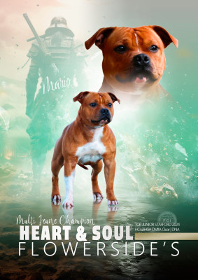 Étalon Staffordshire Bull Terrier - flowerside's Heart and soul