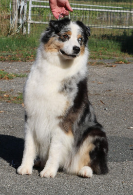 Étalon Berger Australien - Renaud's song morgan de toi De Windy'stia