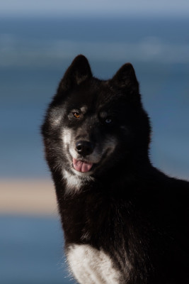 Étalon Siberian Husky - CH. Universe berry mix of my immortal