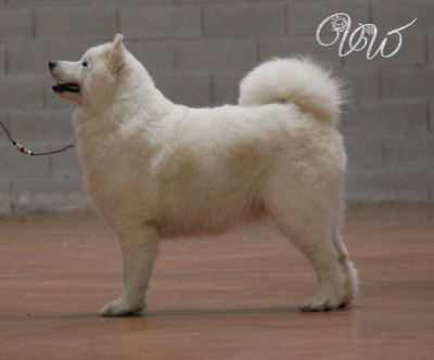 Étalon Samoyède - Sumptuous light-of-siberia Von Weiss Juwelen
