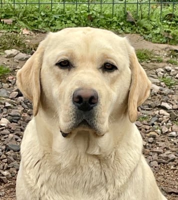 Étalon Labrador Retriever - Victoria Du Moulin Sault