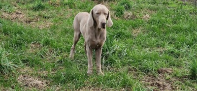 Étalon Braque de Weimar - Solesmes De la Croix de Saint Martin