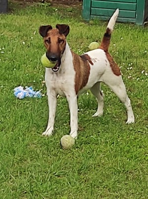 Étalon Fox Terrier Poil lisse - bir Fox candy