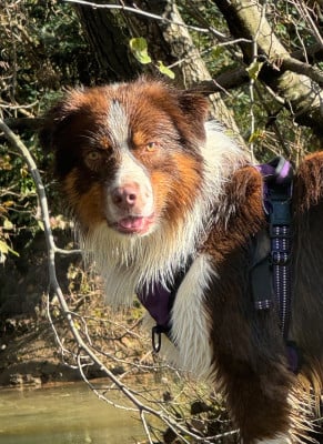 Étalon Berger Australien - Ultra chic L’Opalyne Des Pierres Précieuses