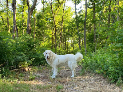 Étalon Berger de Podhale - Tatra - Ima akemi taezhnoe divo