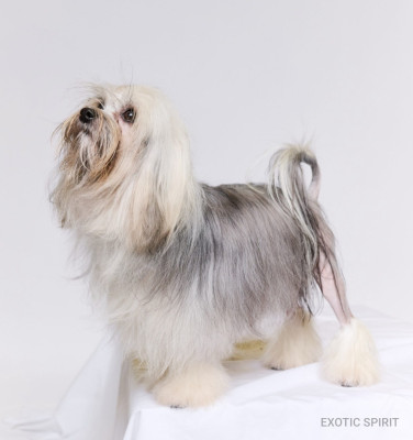 Étalon Petit chien lion - CH. Herma's Headland Veuve clicquot