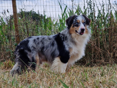 Étalon Berger Américain Miniature - Upfer de l'Angelarde