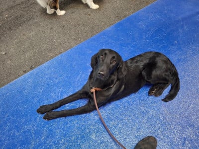 Étalon Flat Coated Retriever - Velvet Les Etoiles De Morrigan