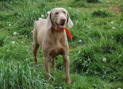 Étalon Braque de Weimar - Solesmes De la Croix de Saint Martin