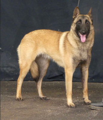 Étalon Berger Belge - Vita da star De La Butte Des Crocs Blancs