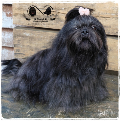Étalon Shih Tzu - Stella'luna Du Paradis D'Aphrodite