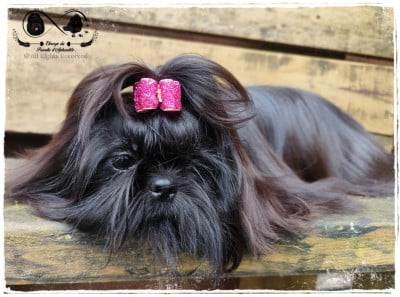 Étalon Shih Tzu - Volupté'divine Du Paradis D'Aphrodite
