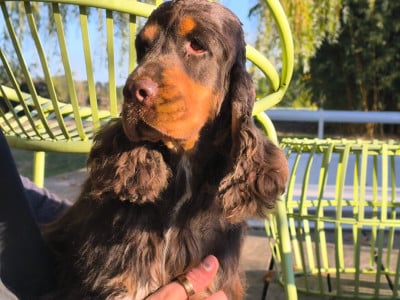 Étalon Cocker Spaniel Anglais - Unolulu De L'étang Au Miroir