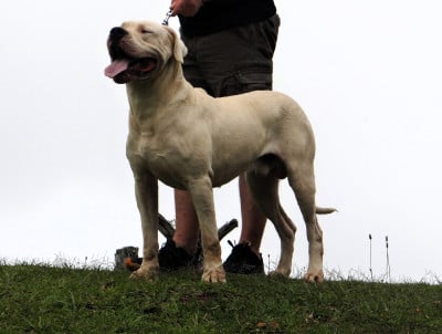 Étalon Dogo Argentino - Vaillant des sphinx du clair de lune