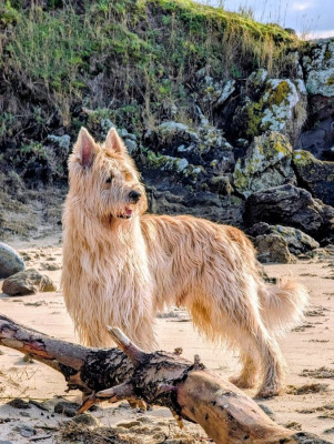 Étalon Berger de Picardie - CH. Torito du domaine de sursaint