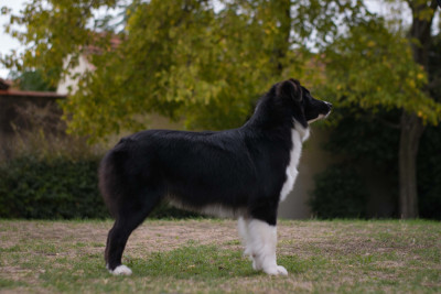 Étalon Berger Australien - Until it sleeps dîte hollow des Sources d'Émeraude