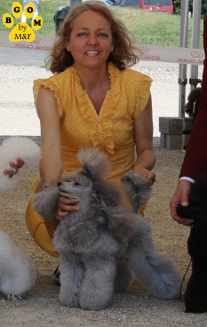 Étalon Caniche - CH. Taylor swift The beautiful grey of marysa