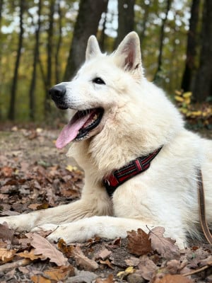 Étalon Berger Blanc Suisse - Phenix De La Niche De Kristal