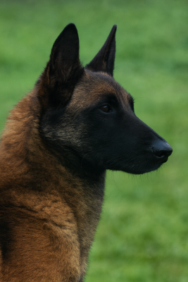 Étalon Berger Belge - Sheyen Des Gardiens De La Cigogne