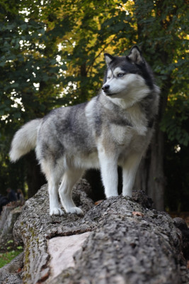 Étalon Siberian Husky - Pakita Des Flocons Sibériens