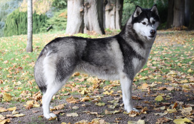 Étalon Siberian Husky - Tessa Du Royaume D'Utopie