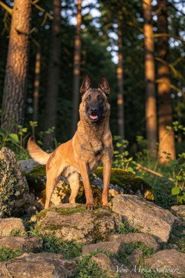 Étalon Berger Belge - Frajer clever fox